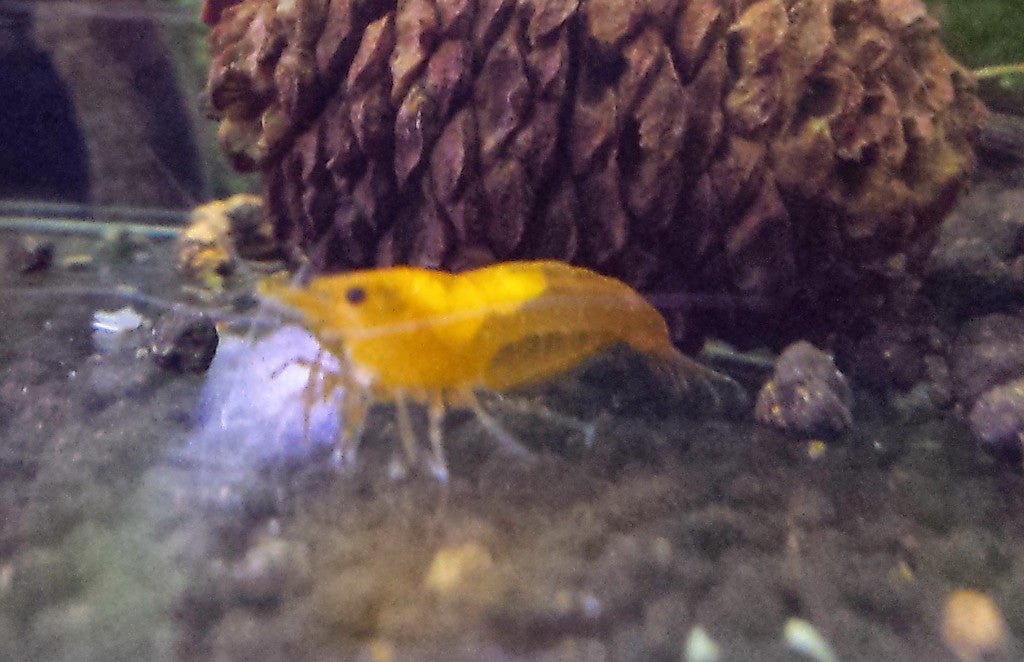 Orange Shrimp