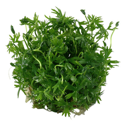 Aquafleur Ranunculus inundatus Easy Grow