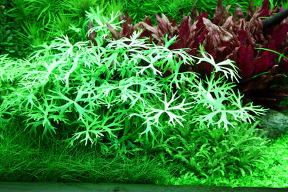 Aquafleur Ranunculus inundatus Easy Grow