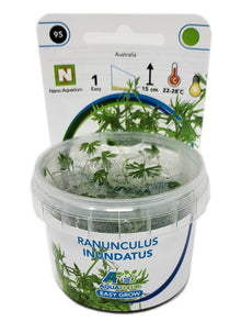 Aquafleur Ranunculus inundatus Easy Grow