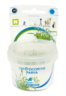 Aquafleur Cryptocoryne parva Easy Grow