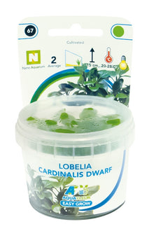 Aquafleur Lobelia cardinalis Easy Grow