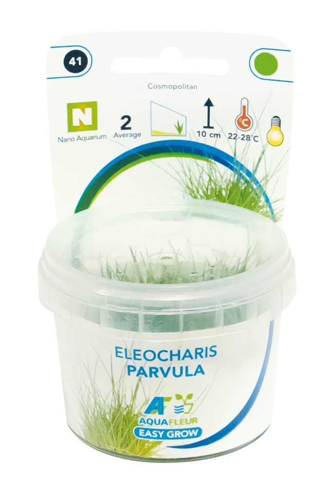 Aquafleur Eleocharis parvula Easy Grow