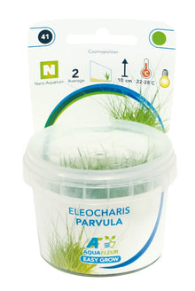 Aquafleur Eleocharis parvula Easy Grow