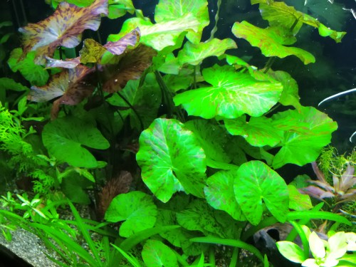 Nymphaea Tiger Lotus Green AQUADIP