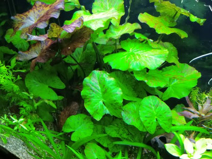 Nymphaea Tiger Lotus Green AQUADIP