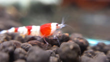 Crystal Red Shrimp