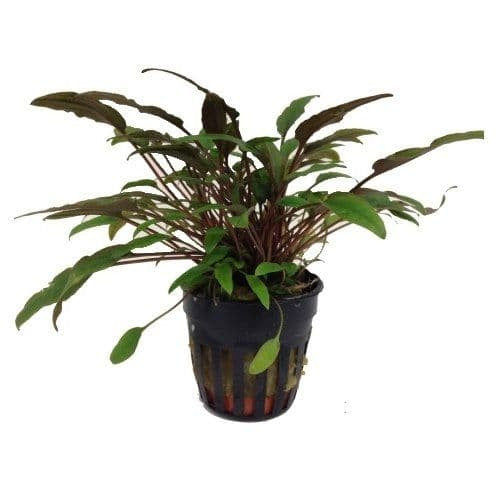 Cryptocoryne petchii AQUADIP