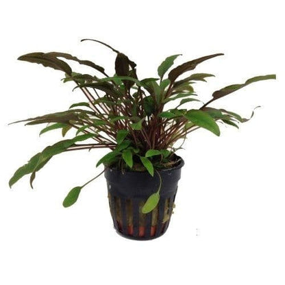 Cryptocoryne petchii AQUADIP