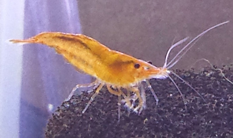 Orange Shrimp