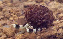 Crystal Black Shrimp