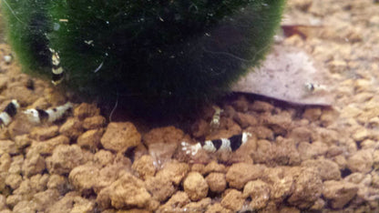 Crystal Black Shrimp