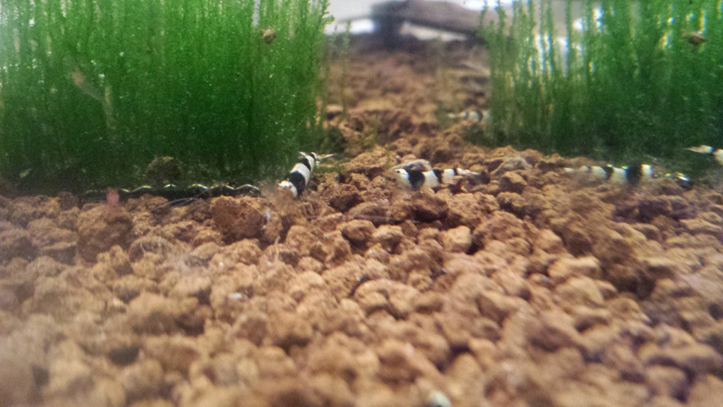 Crystal Black Shrimp
