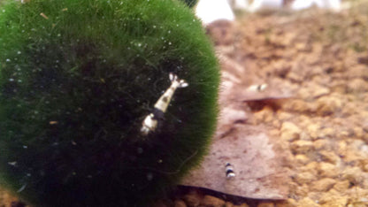 Crystal Black Shrimp