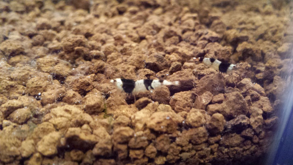 Crystal Black Shrimp
