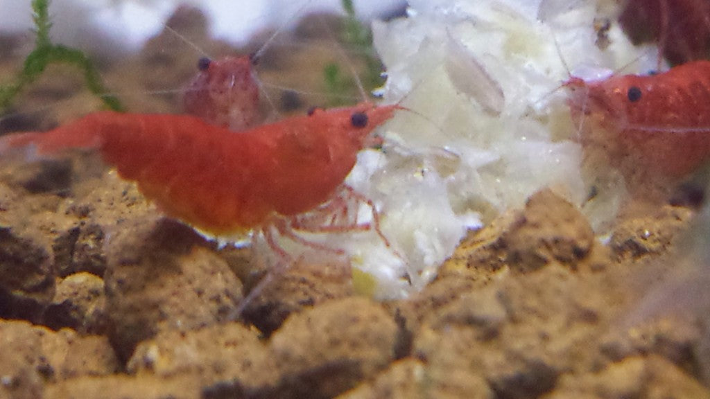 Red Fire Shrimp