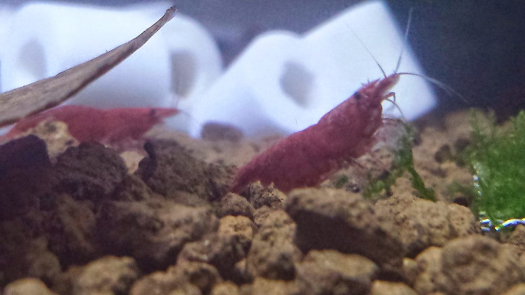 Red Fire Shrimp