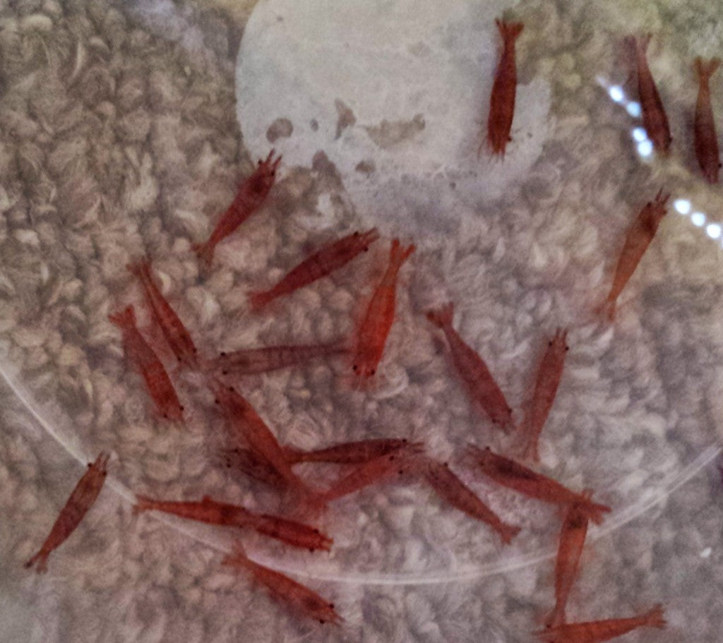 Red Fire Shrimp