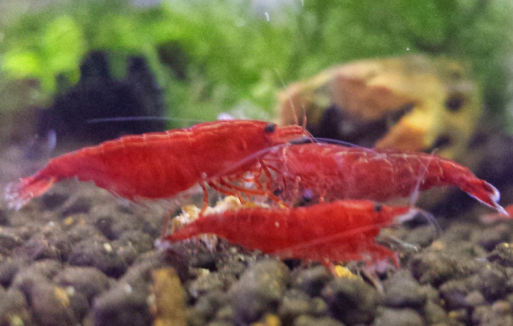 Bloody Mary Shrimp