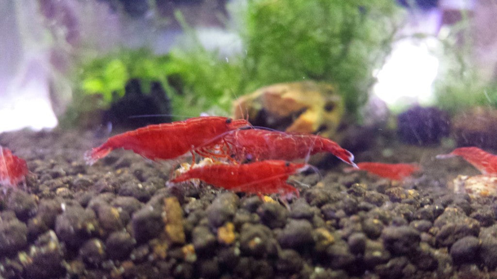 Bloody Mary Shrimp