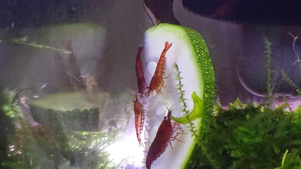 Bloody Mary Shrimp