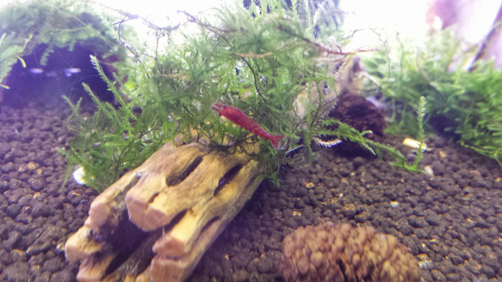 Bloody Mary Shrimp