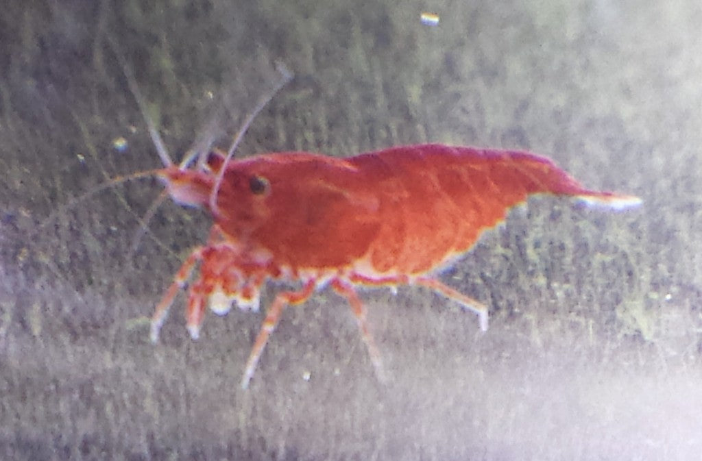 Bloody Mary Shrimp