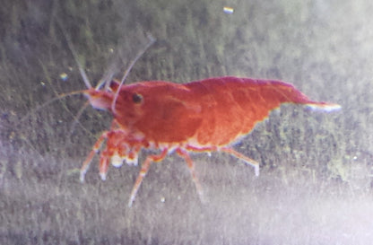 Bloody Mary Shrimp