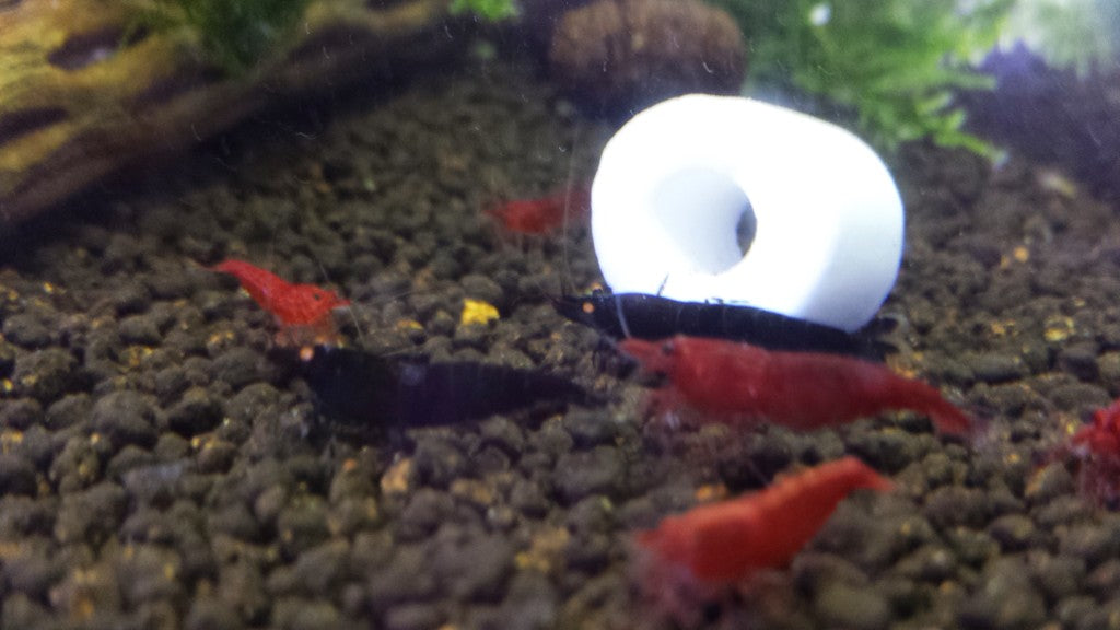 Bloody Mary Shrimp