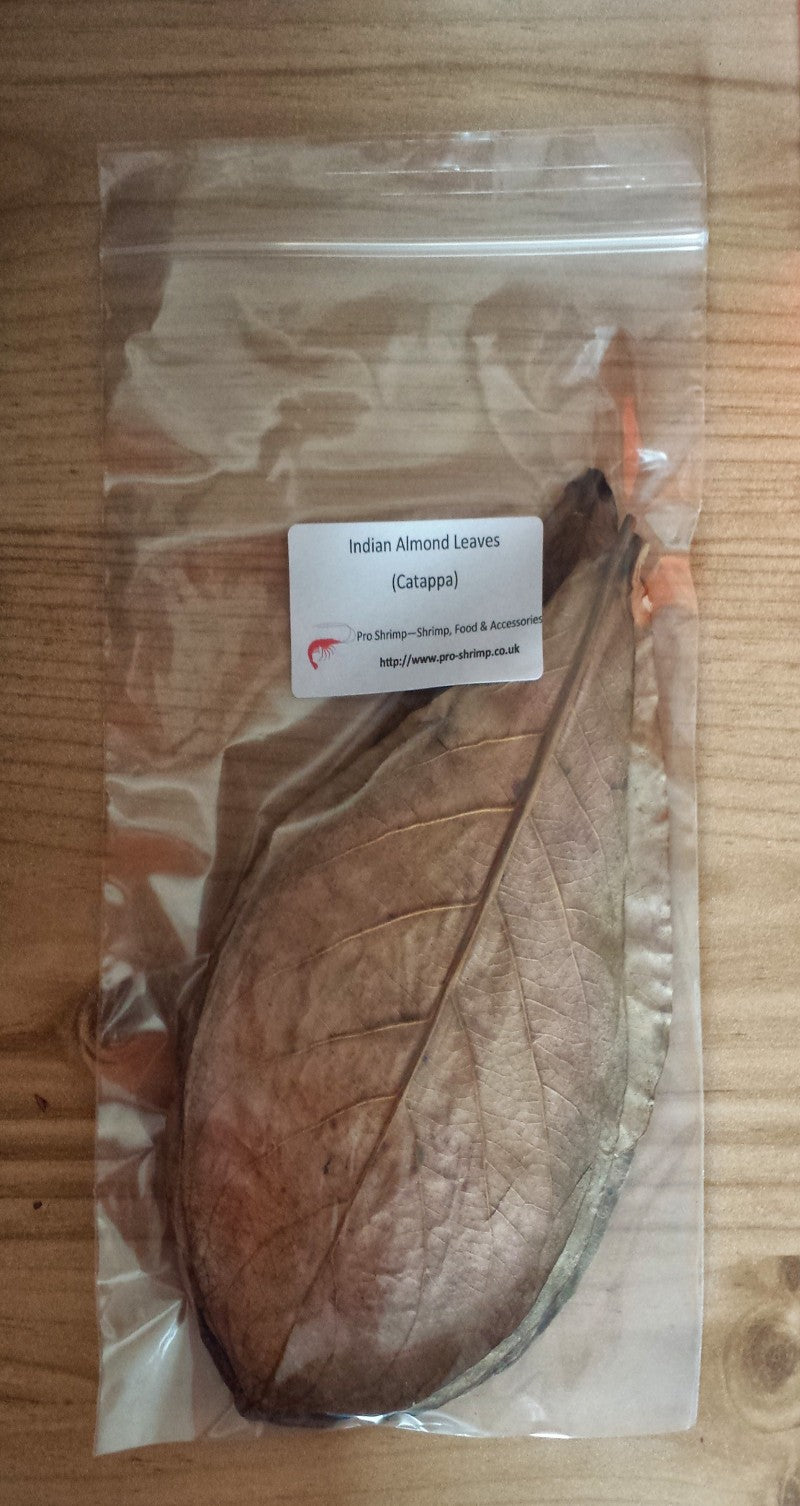 Pro Shrimp Medium Catappa Leaves (10 pcs)
