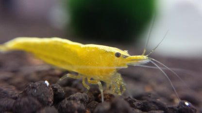 Yellow Shrimp