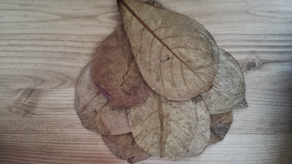 Pro Shrimp Medium Catappa Leaves (10 pcs)