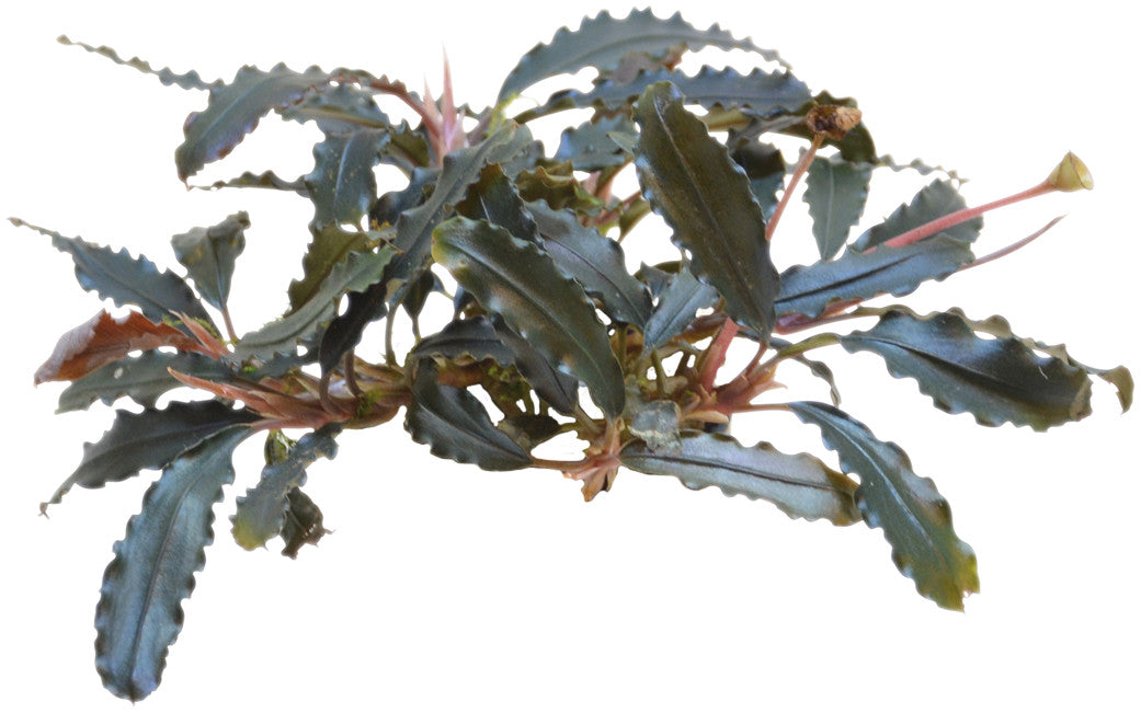 Aquafleur Bucephalandra biblis Easy Grow