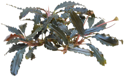 Aquafleur Bucephalandra biblis Easy Grow