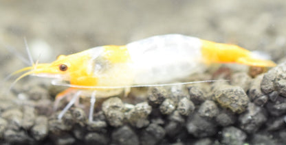 Orange Rili Shrimp