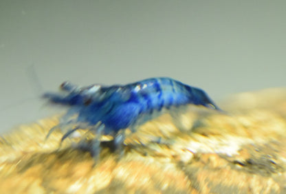 Blue Dream Shrimp