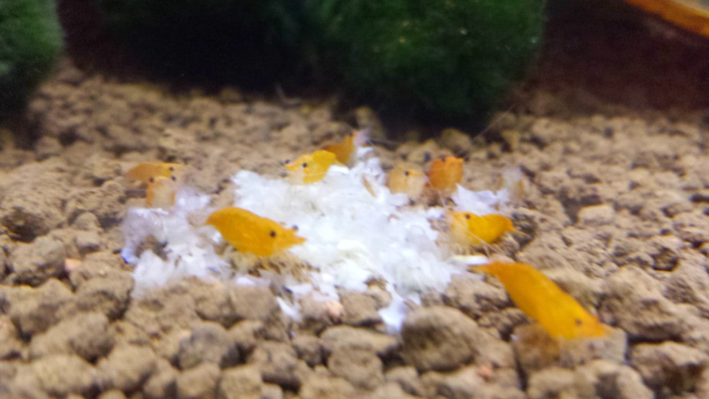 Orange Shrimp