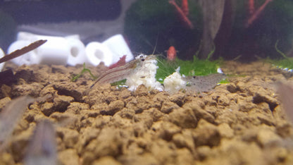Amano Shrimp