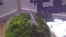 Amano Shrimp