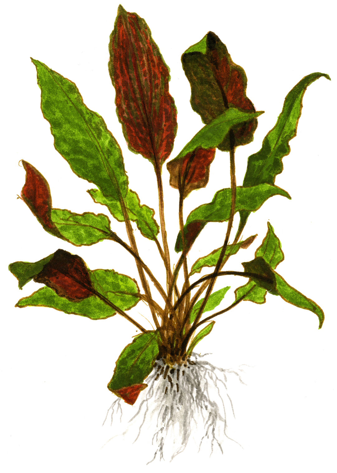 Dennerle Cryptocoryne wendtii 'Mi Oya' Plant-It