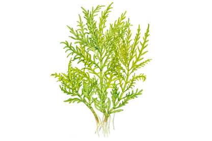 Tropica Hygrophila odora 1-2-GROW