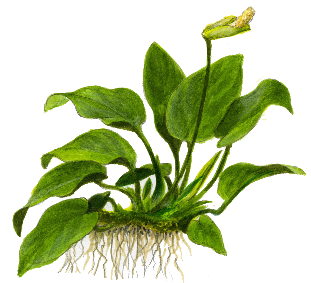 Anubias barteri Nana Tropica (Single Package)