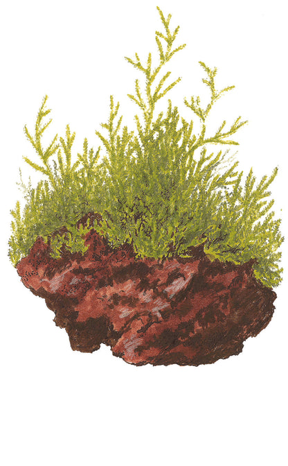 Tropica Taxiphyllum barbieri Java Moss PORTION