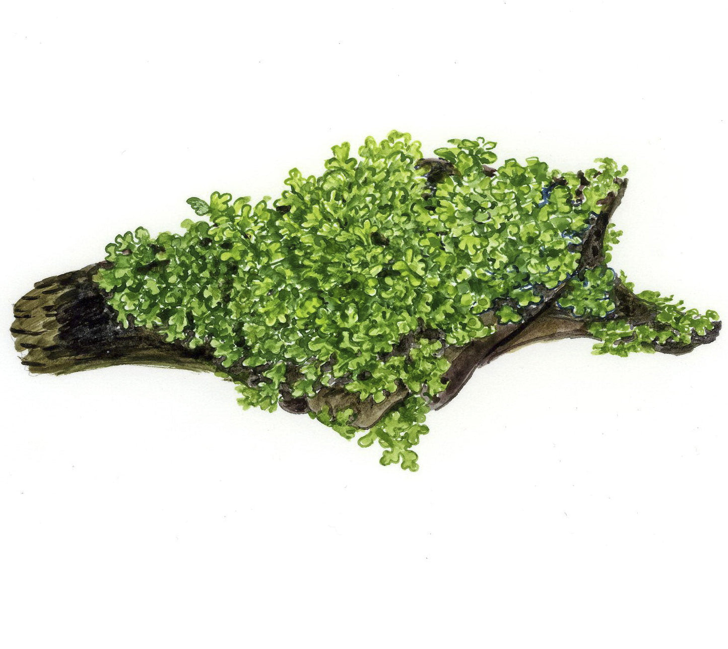 Tropica Riccardia chamedryfolia 1-2-GROW