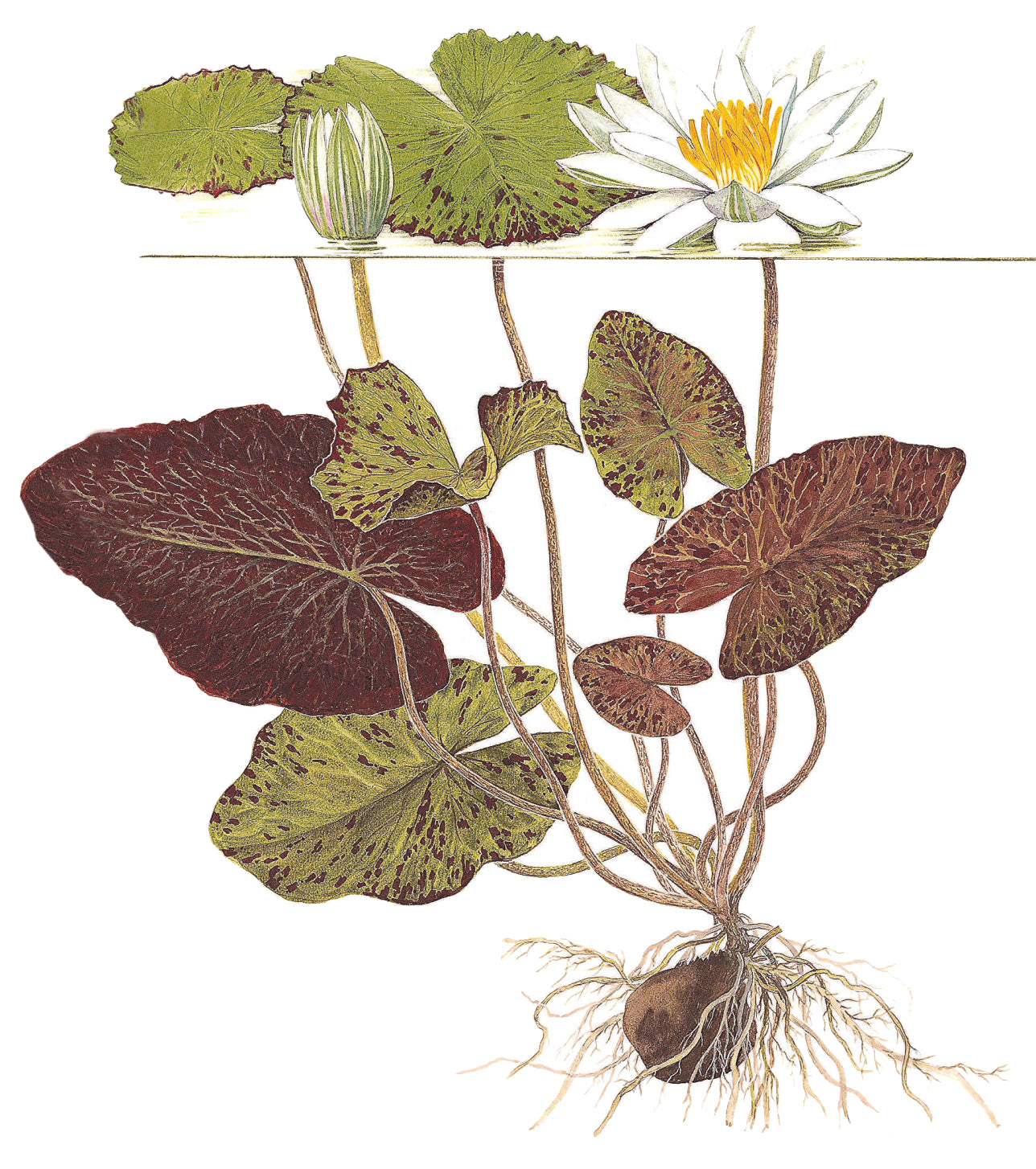Nymphaea Lotus Tropica