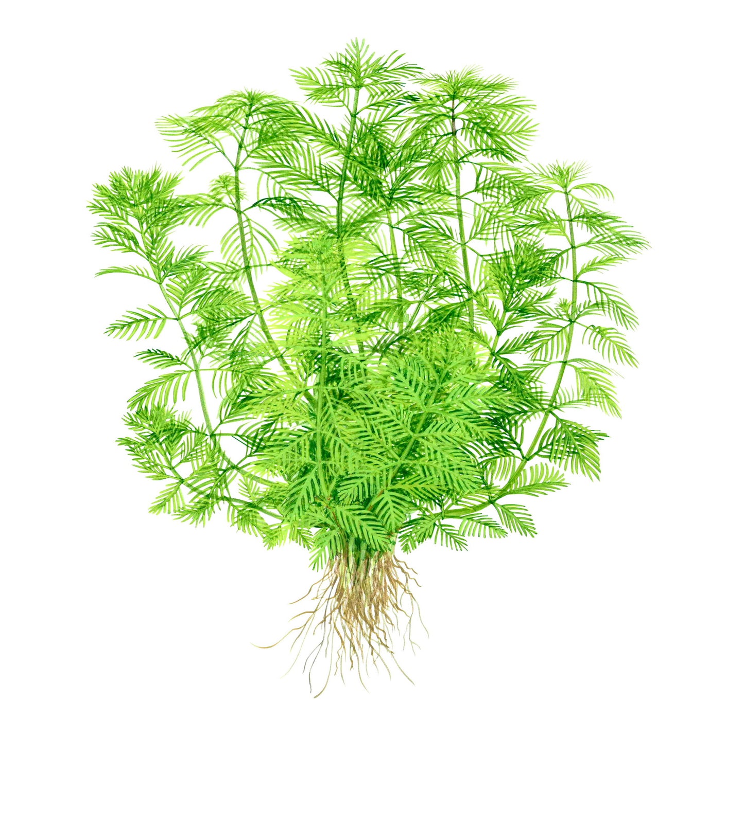 Myriophyllum mattogrossense Tropica
