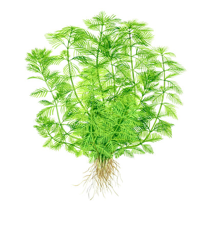 Myriophyllum mattogrossense Tropica