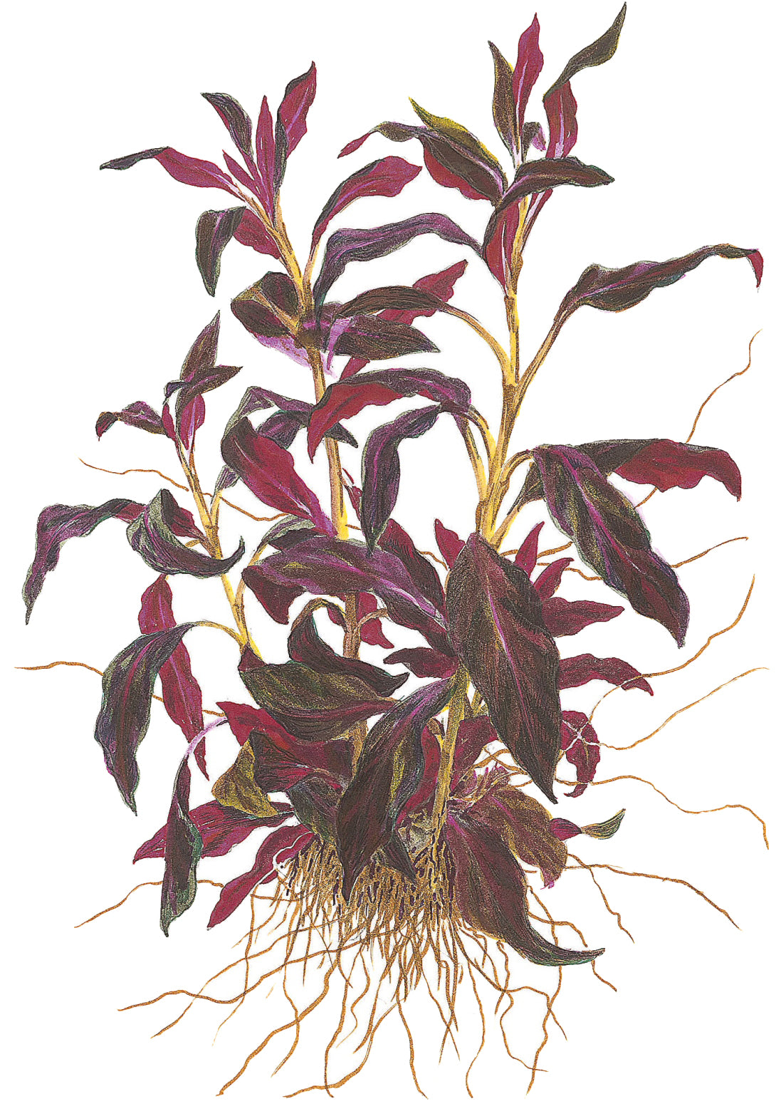 Ludwigia glandulosa Tropica