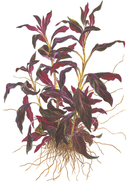 Ludwigia glandulosa Tropica