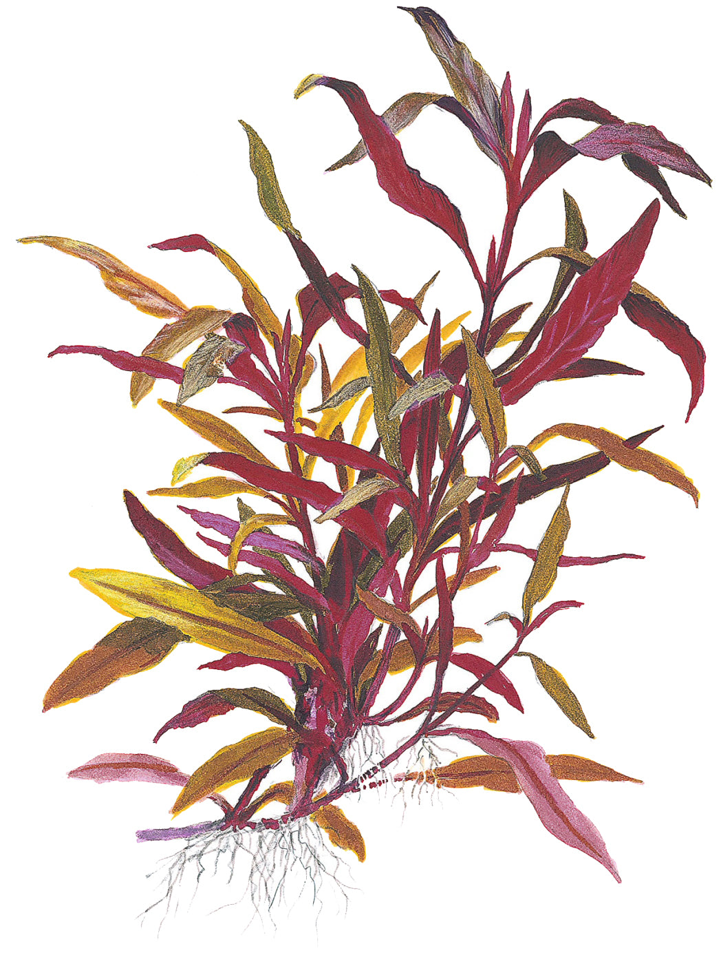 XL Alternanthera reineckii Pink Tropica